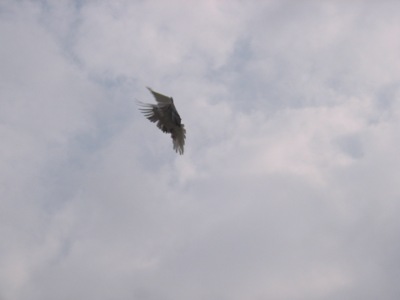 IMG_3326.JPG