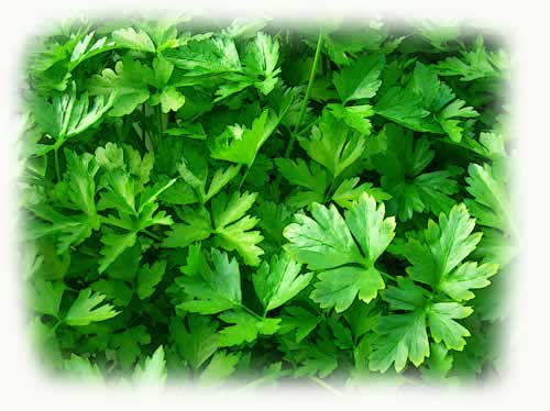 italian%20parsley%20web.jpg