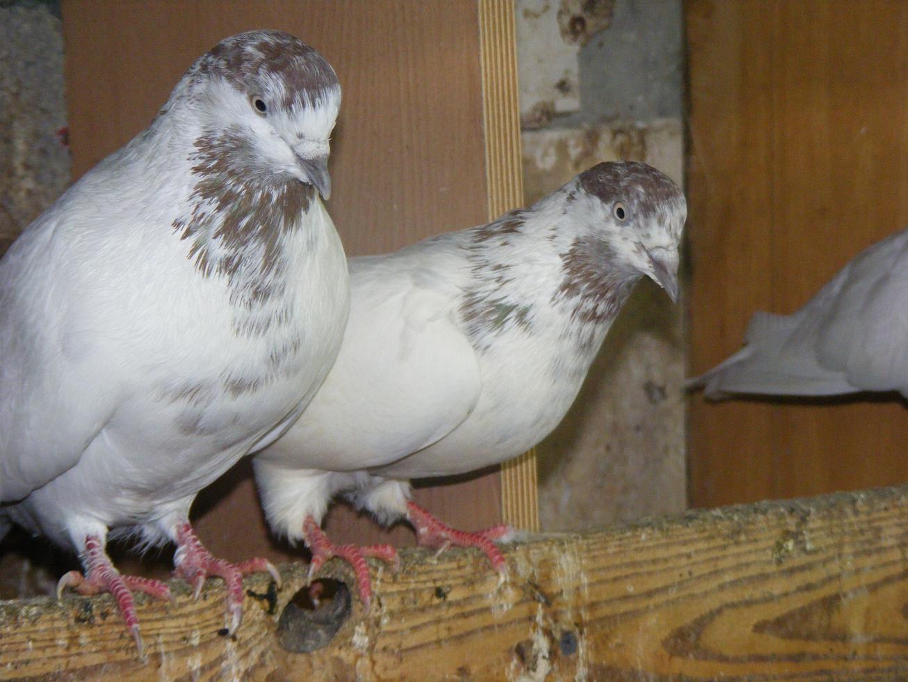DSCF1339.JPG