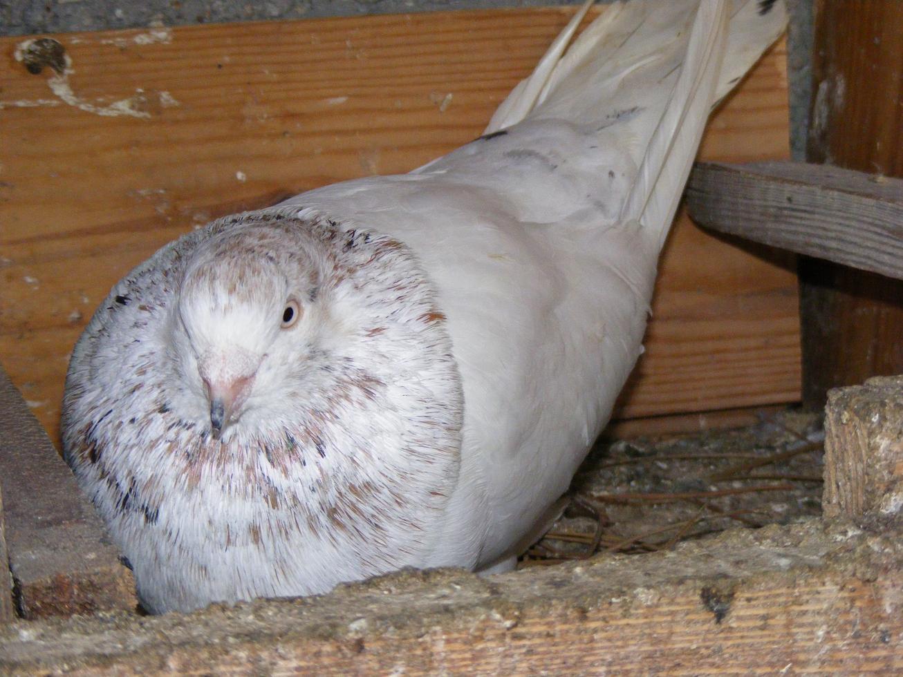 DSCF0112.JPG