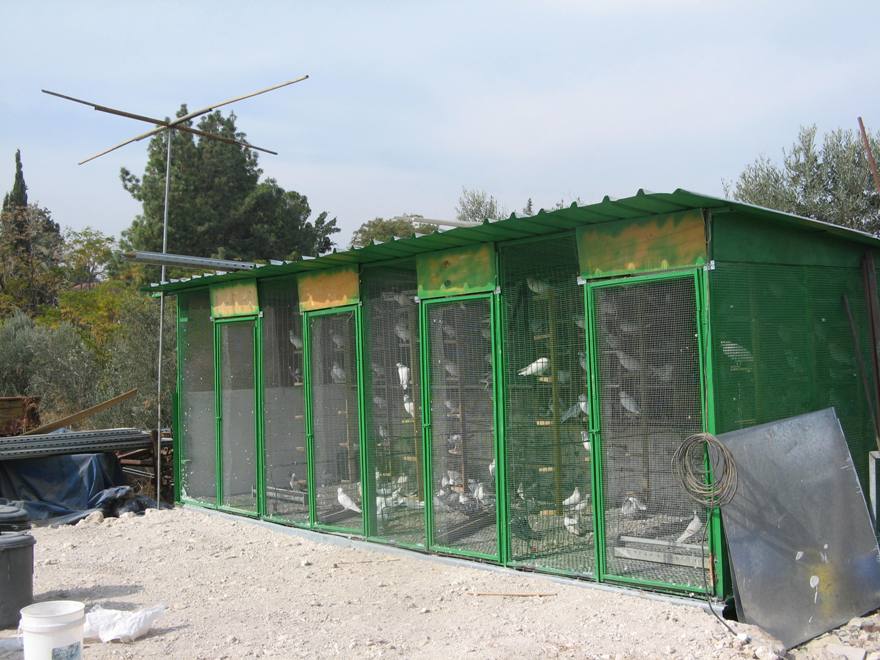 תמונות יונים +שובחים
