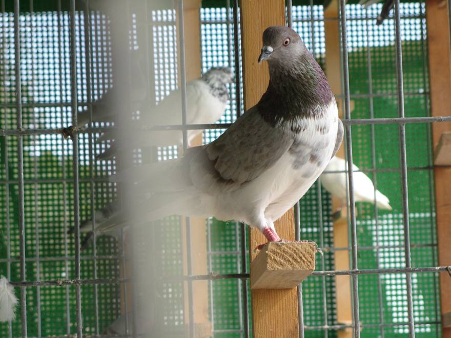 גרמניה 2010  2 034.jpg