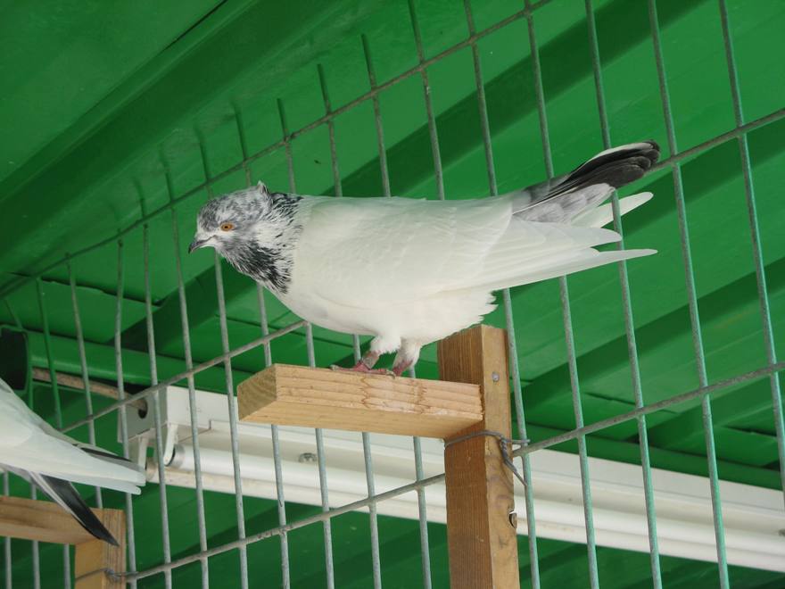 גרמניה 2010  2 029.jpg