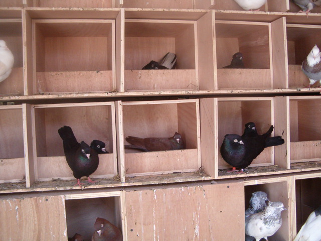 HPIM0826.JPG