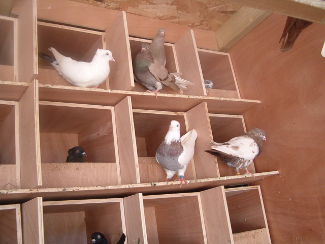 HPIM0824.JPG