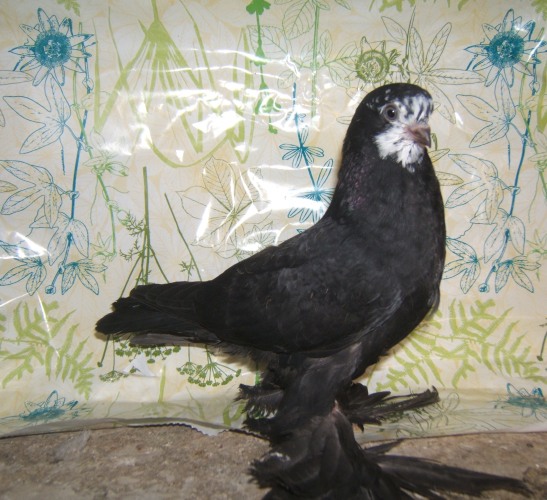 DSCF6940.JPG