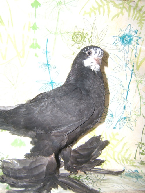 DSCF6942.JPG