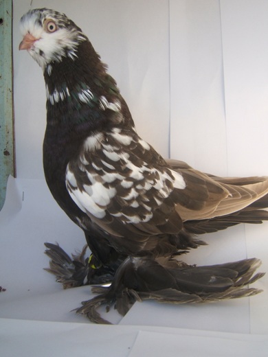 DSCF7082.JPG