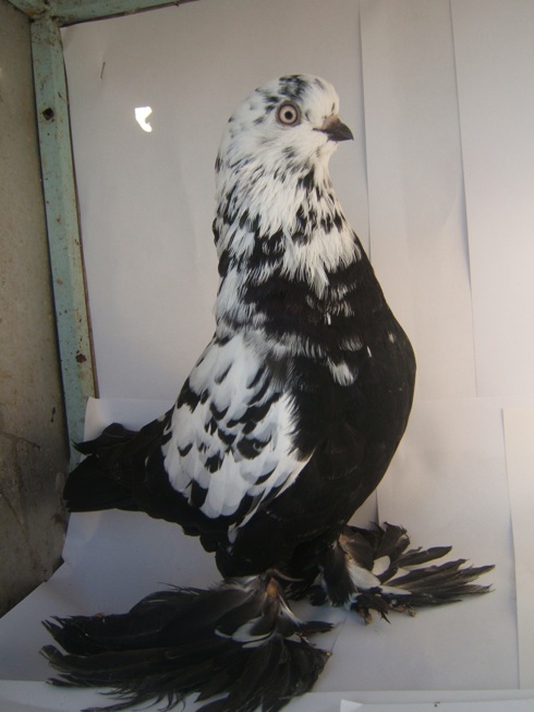 DSCF7089.JPG