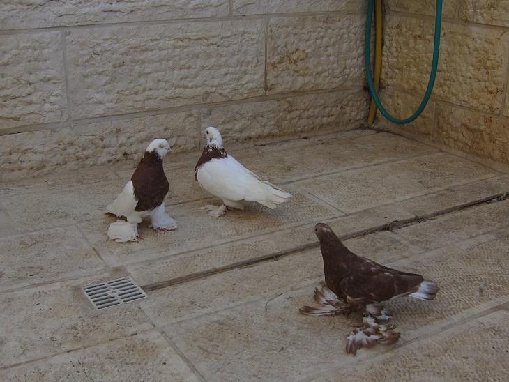 זה הבן שלו שהיה גוזל