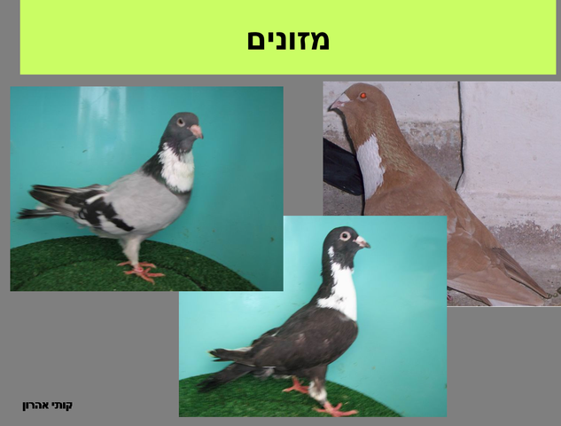 Resize of תמונה19.png