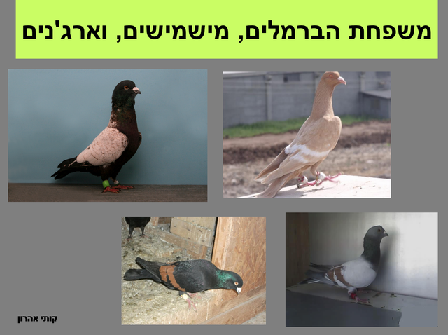 Resize of תמונה17.png